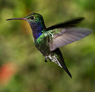 Sapphire-spangled Emerald