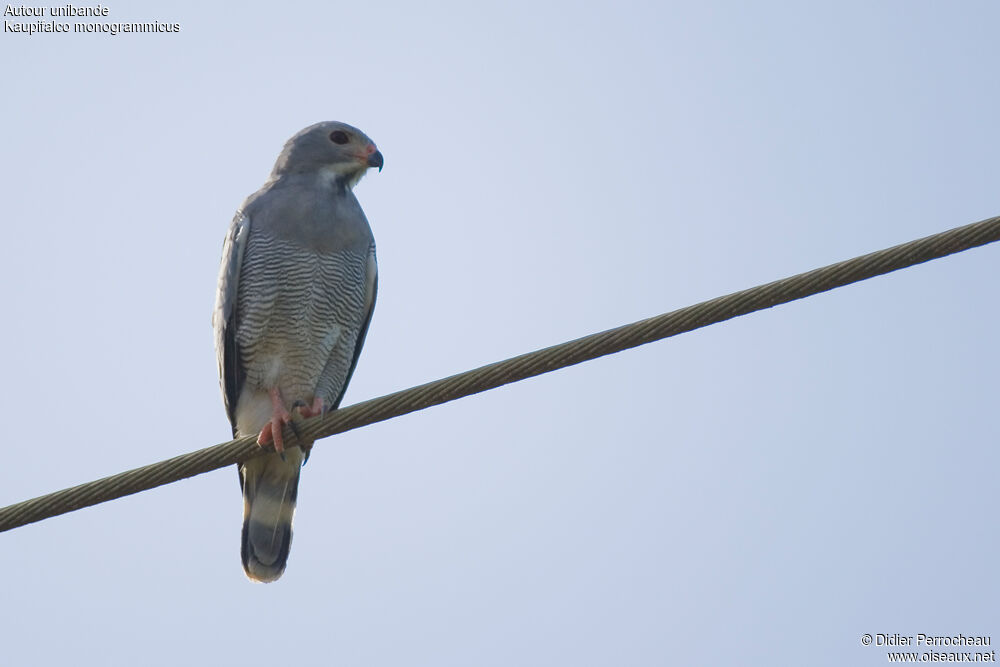 Lizard Buzzard