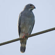 Lizard Buzzard