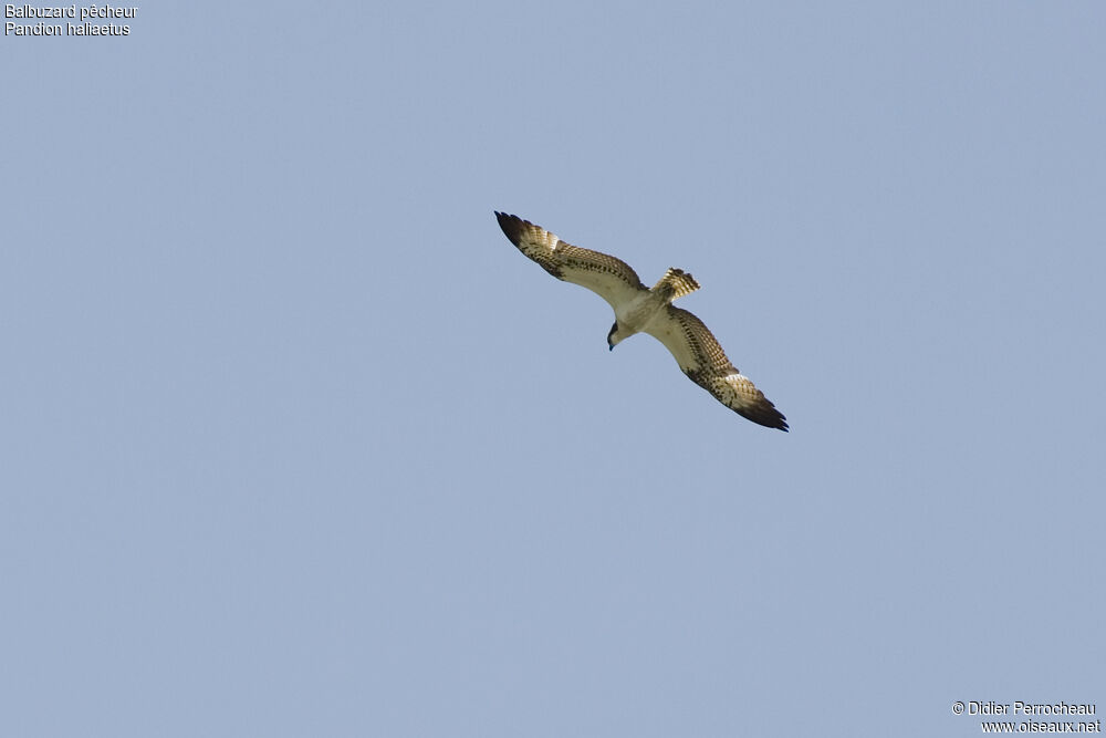 Balbuzard pêcheur