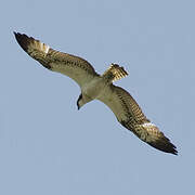 Western Osprey