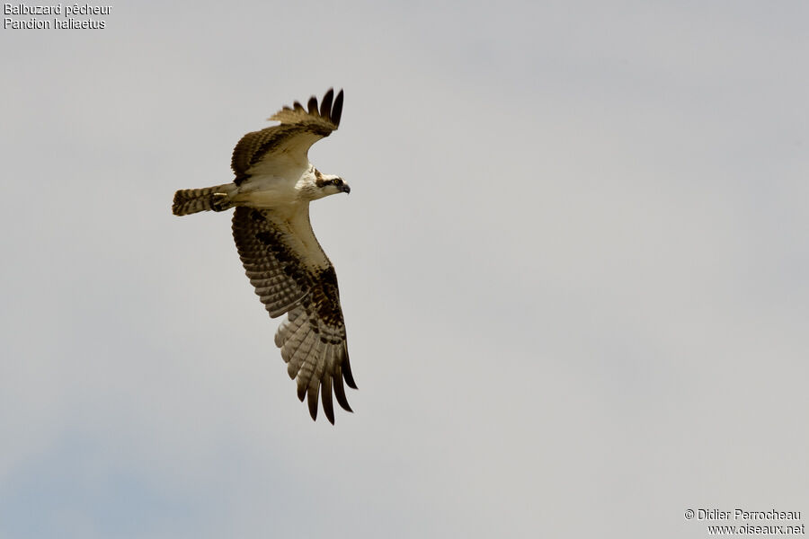 Western Osprey