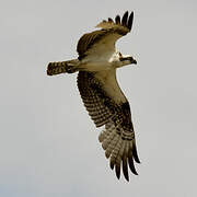 Western Osprey