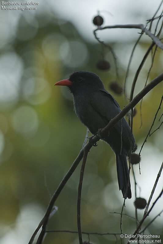 Black-fronted Nunbirdadult, identification