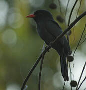 Black-fronted Nunbird