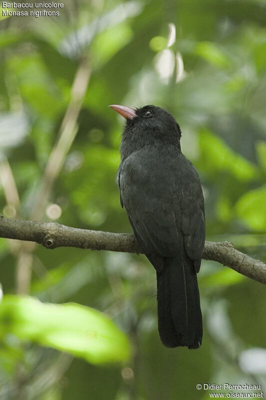 Black-fronted Nunbird, identification