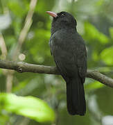 Black-fronted Nunbird