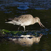 Hudsonian Godwit