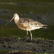 Hudsonian Godwit