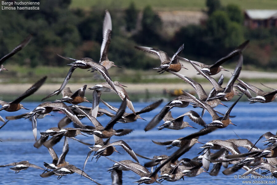 Hudsonian Godwit