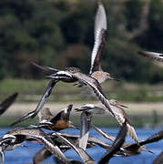 Hudsonian Godwit