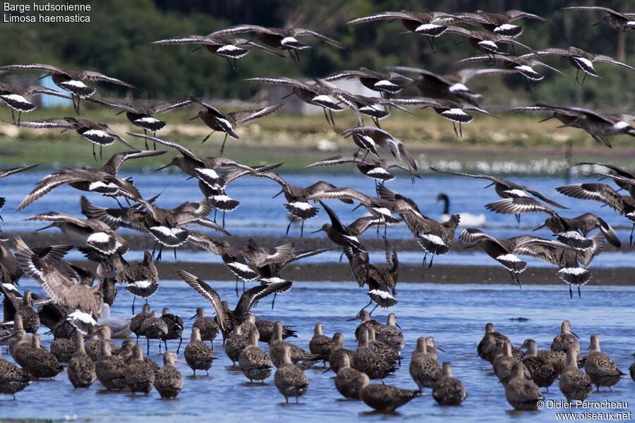 Hudsonian Godwit