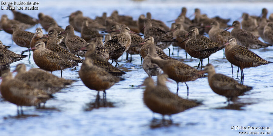 Hudsonian Godwit