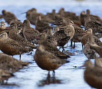 Hudsonian Godwit