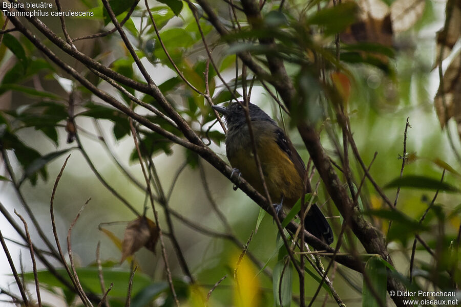 Variable Antshrike female adult