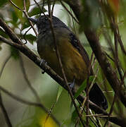 Variable Antshrike