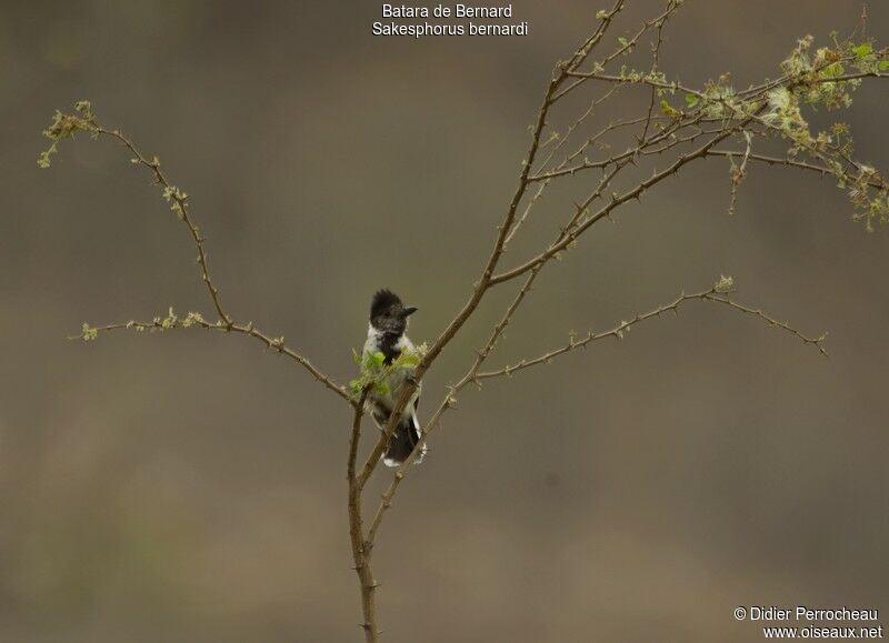 Collared Antshrike