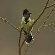 Collared Antshrike