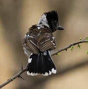 Collared Antshrike