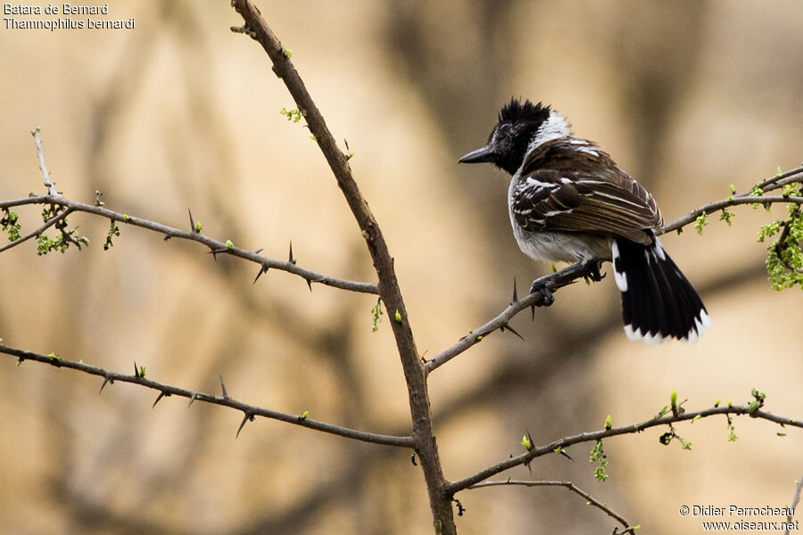 Collared Antshrike