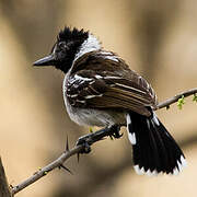 Collared Antshrike