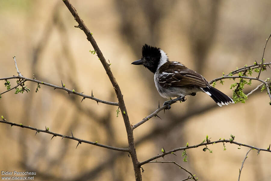 Collared Antshrike male adult