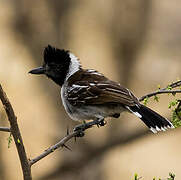 Collared Antshrike