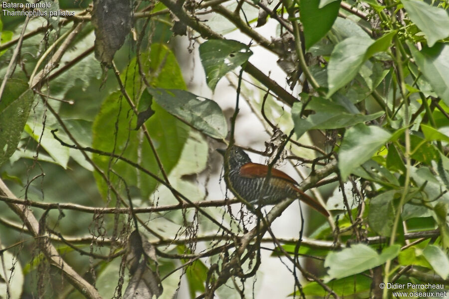 Batara mantelé mâle adulte, identification