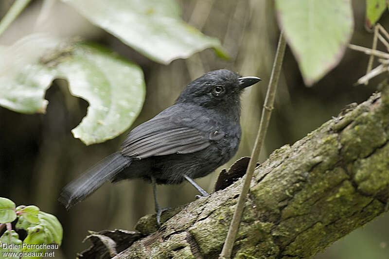 Uniform Antshrike male adult, identification, Behaviour