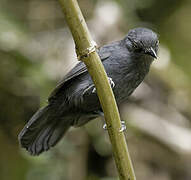 Uniform Antshrike