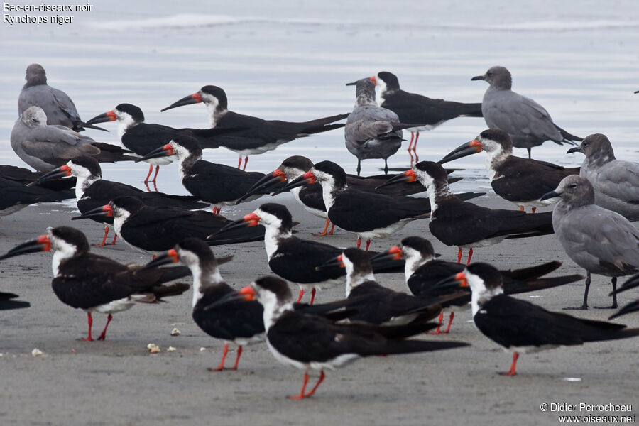 Black Skimmer