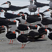 Black Skimmer