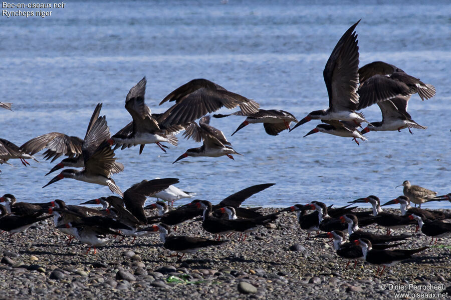 Black Skimmer