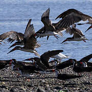 Black Skimmer