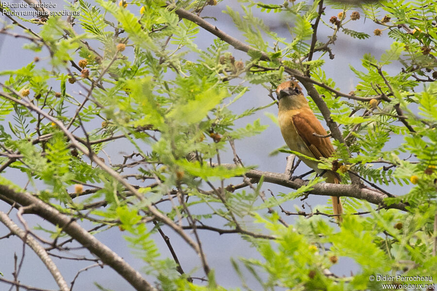 Slaty Becard female adult