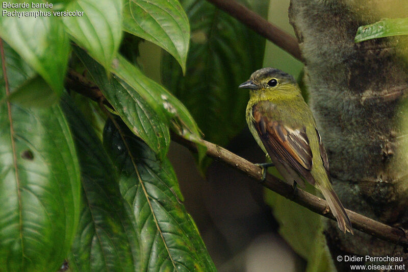 Barred Becard female adult, identification