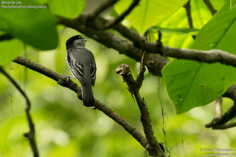 Black-and-white Becard male adult