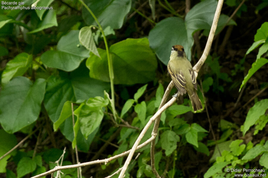 Black-and-white Becard female adult