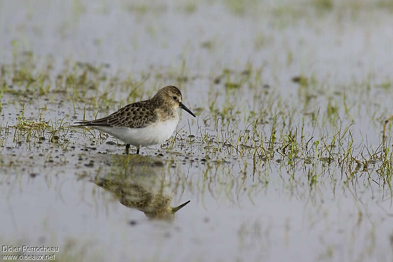 Bécasseau de Baird1ère année, identification