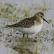 Baird's Sandpiper