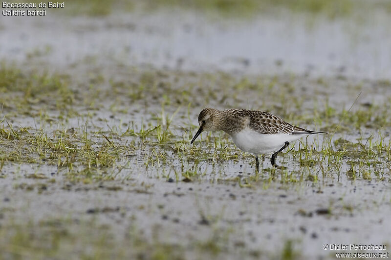 Bécasseau de Baird, identification