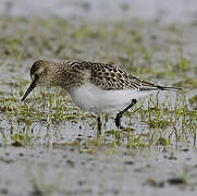 Baird's Sandpiper