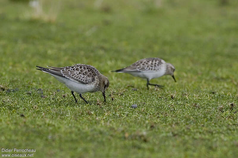 Baird's Sandpiperjuvenile, fishing/hunting