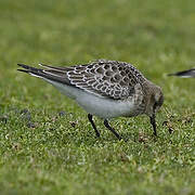Baird's Sandpiper