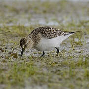 Baird's Sandpiper