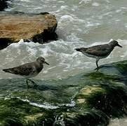 Surfbird