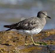 Surfbird