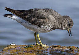 Surfbird