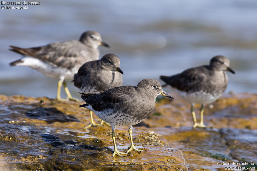 Surfbird