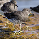 Bécasseau du ressac